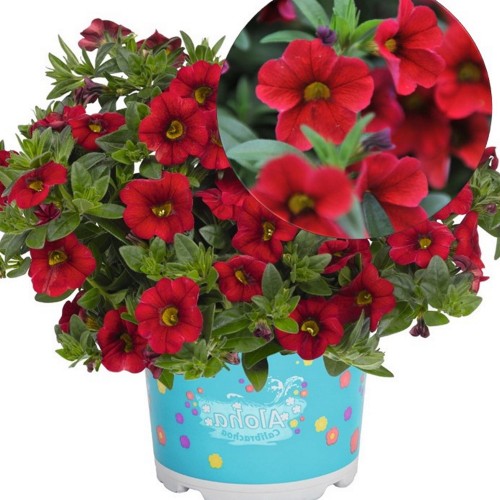 Calibrachoa 'Aloha Kona Dark Red' - Puispetuunia 'Aloha Kona Dark Red'